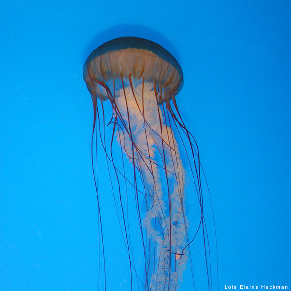 West Coast Sea Nettle by Lois Elaine Heckman