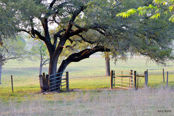 Gateway to Greener Pastures by Amy Baird